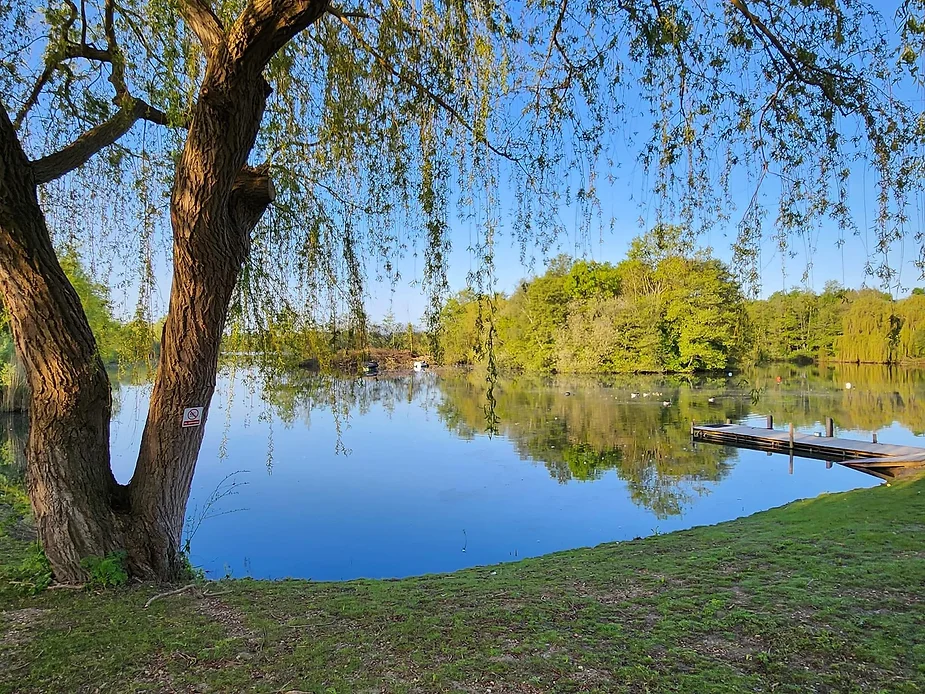 Image of a lake surrounded by trees